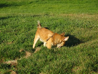 parkta oynayan güzel köpek