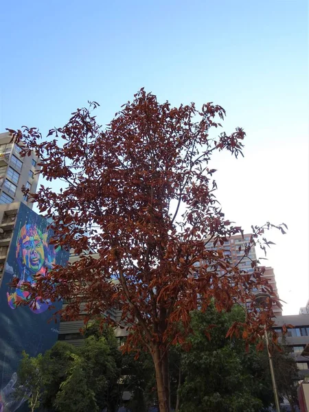 公园里的红树 — 图库照片