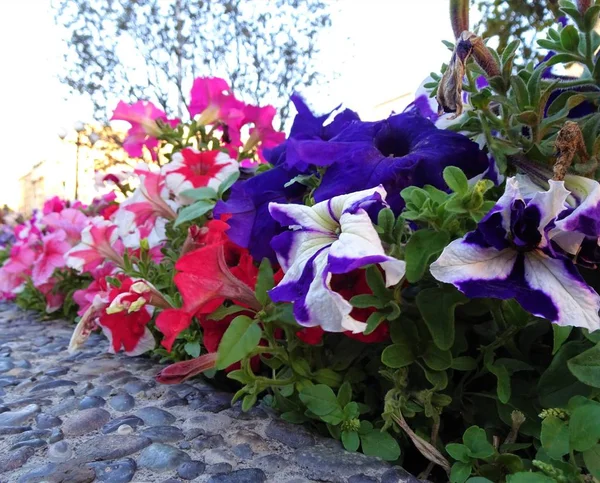 Mehrfarbiger Garten Park Mit Blumen — Stockfoto
