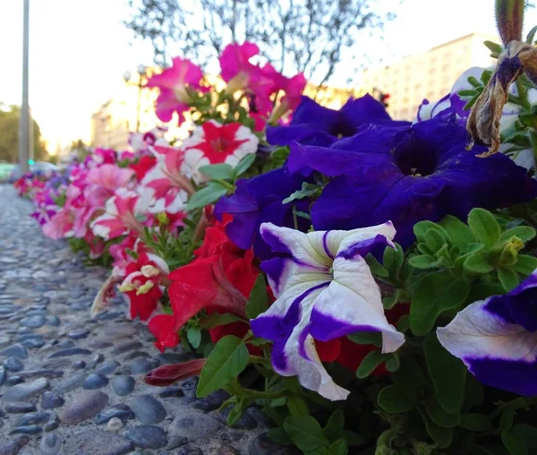 Mehrfarbiger Garten Park Mit Blumen — Stockfoto