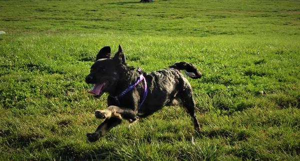 Beautiful Dog Playing Park — Stock Photo, Image