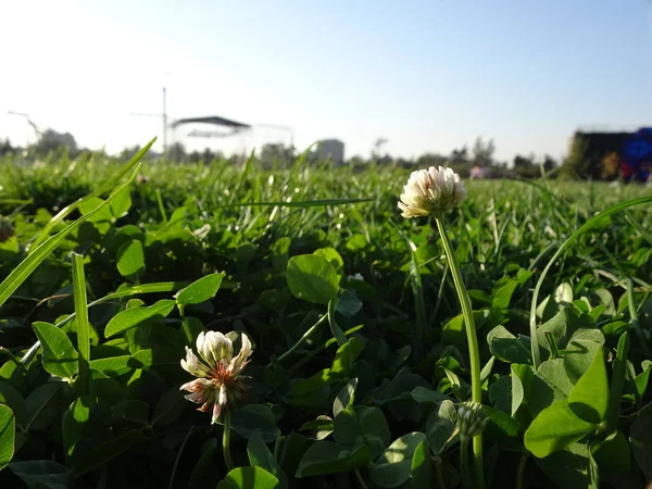 Park Sommer Und Frühling — Stockfoto