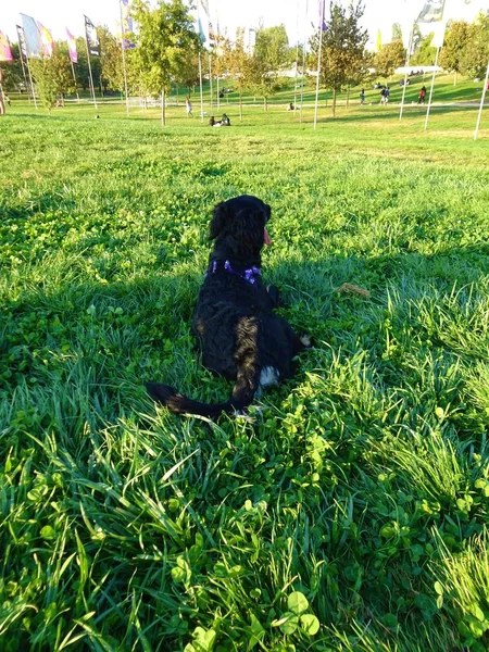 Beautiful Dog Playing Park — Stock Photo, Image