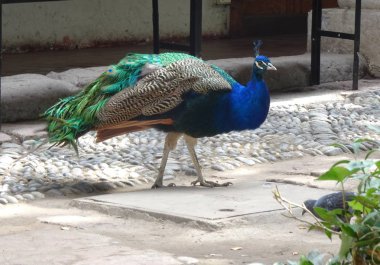 Hayvanat bahçesindeki tavus kuşu