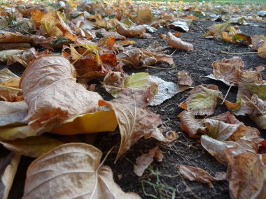 Düşen yapraklar ile Sonbahar başlar