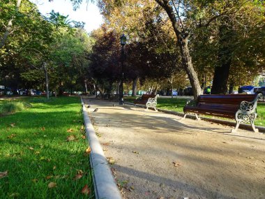Güzel sonbahar ağaçları (sarı yapraklar)