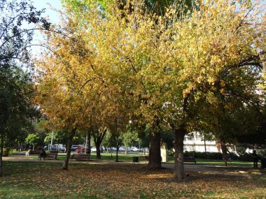 Güzel sonbahar ağaçları (sarı yapraklar)