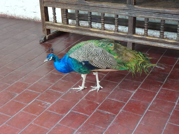 Peacock Zoo — Stock Photo, Image