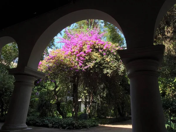 Santiago de Chile bulunan mor çiçekleri ile güzel ağaç,