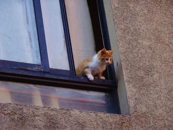 Katze Wartet Fenster Auf Ihr Herrchen — Stockfoto