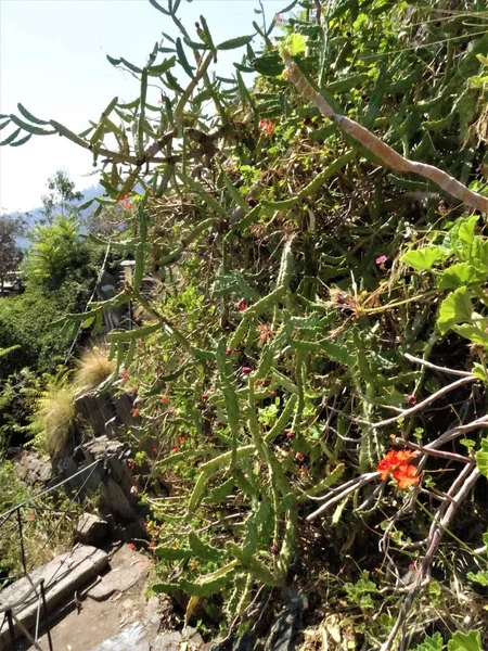 Cactus Dans Parc — Photo