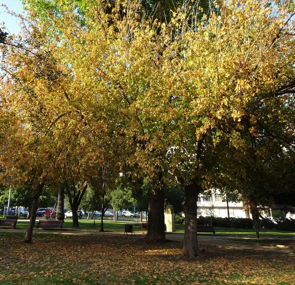 Güzel Sonbahar Ağaçları Sarı Yapraklar — Stok fotoğraf