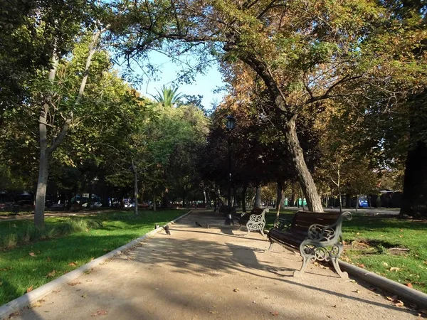 Güzel sonbahar ağaçları (sarı yapraklar)