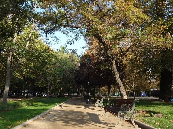 Bellissimi Alberi Autunnali Foglie Gialle — Foto Stock