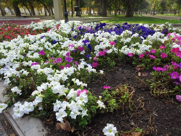 Güzel Çok Renkli Bahar Çiçekleri — Stok fotoğraf