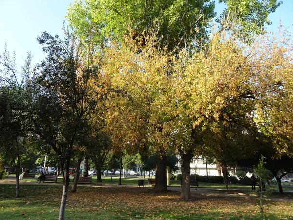 Bellissimi Alberi Autunnali Foglie Gialle — Foto Stock