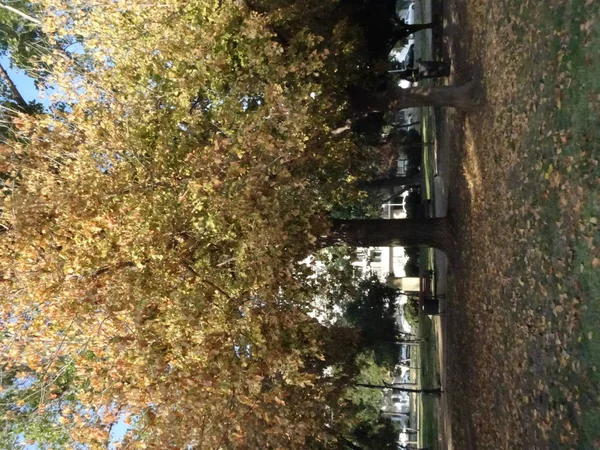 美丽的秋树 — 图库照片