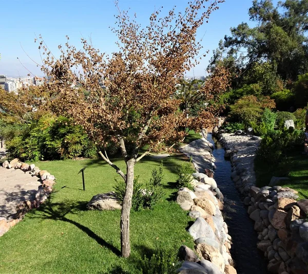 Bellissimi Alberi Autunnali Foglie Gialle — Foto Stock