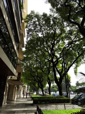 yaz aylarında eski yeşil meşe