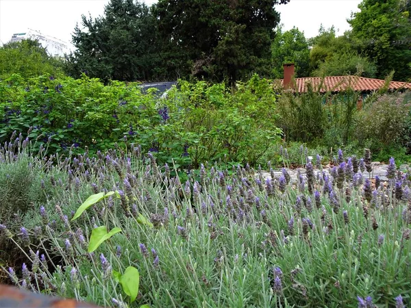 Schöner Botanischer Garten Von Buenos Aires — Stockfoto