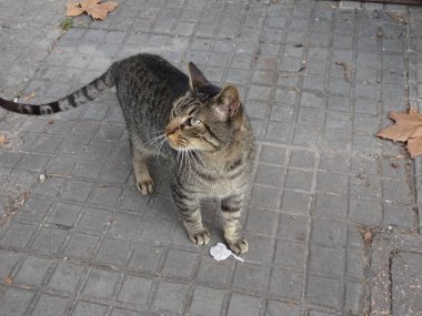 Bir kaplan benzer siyah ile güzel sarımsı kedi