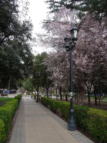 Cerisiers Fleurissant Début Printemps — Photo