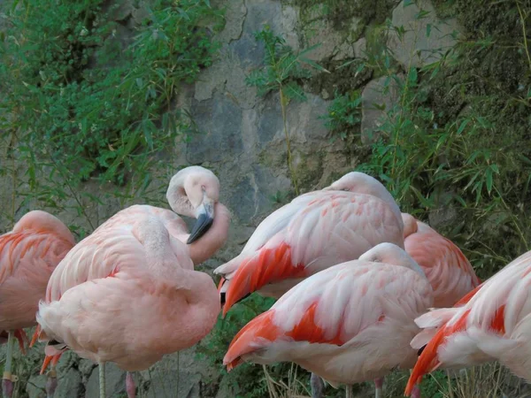 Mooie Roze Chileense Flamingo — Stockfoto