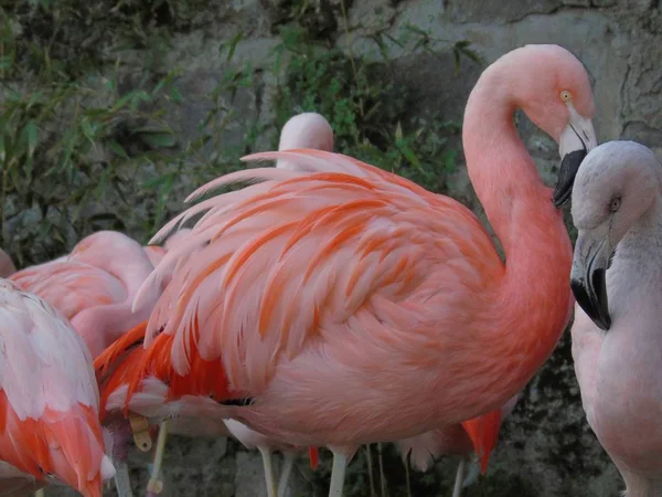 Beautiful Pink Chilean Flamingo — Stock Photo, Image