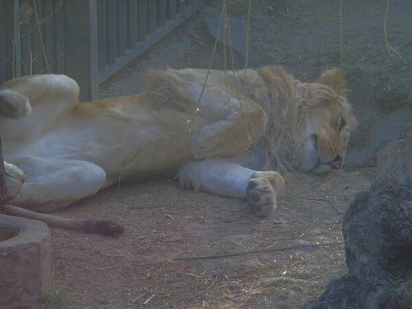 King Leon watching his prey in Africa
