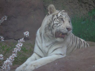 Beyaz Bengal Kaplanı, Hindistan'da Albino Tiger