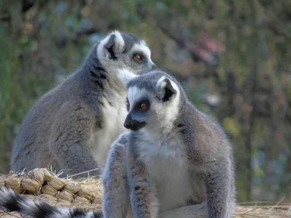 Madagaskar Ormanında Lemurlar — Stok fotoğraf