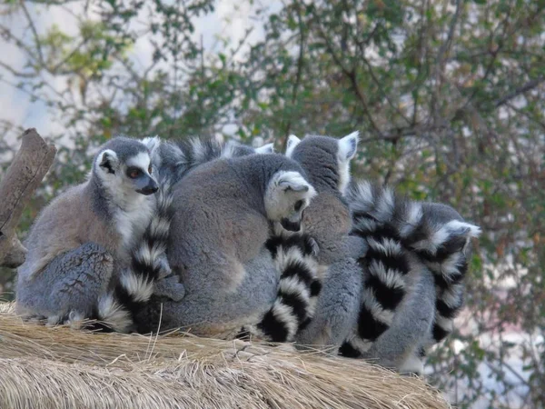 Lémuriens Dans Jungle Madagascar — Photo