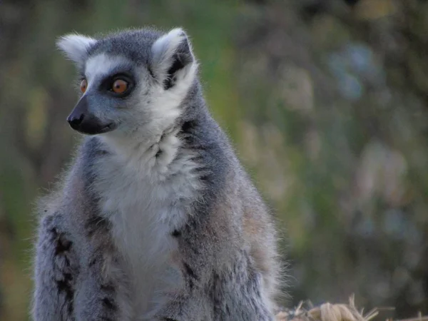 Madagaskar Ormanında Lemurlar — Stok fotoğraf