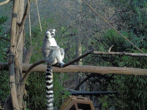 Лемуры Джунглях Мадагаскара — стоковое фото