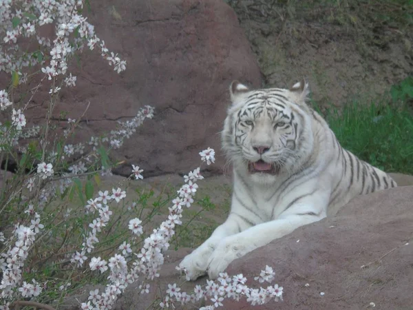 Tigre Bengala Branco Índia Tigre Albino — Fotografia de Stock