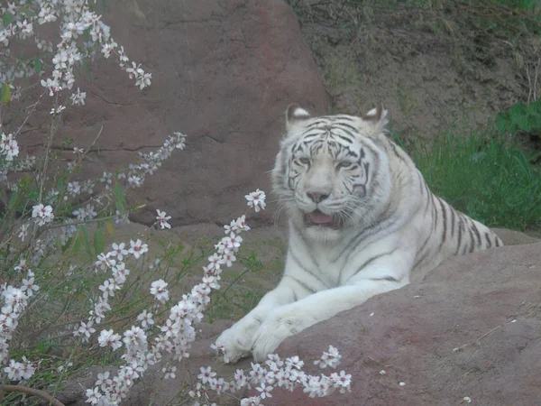 Tygrys Biały Bengalski Indiach Tygrys Albino — Zdjęcie stockowe