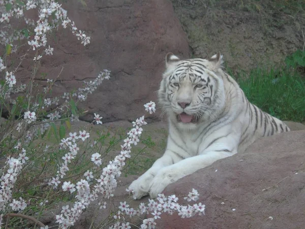 Tygrys Biały Bengalski Indiach Tygrys Albino — Zdjęcie stockowe