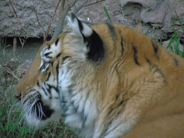 Cara Tigre Bengala India — Foto de Stock