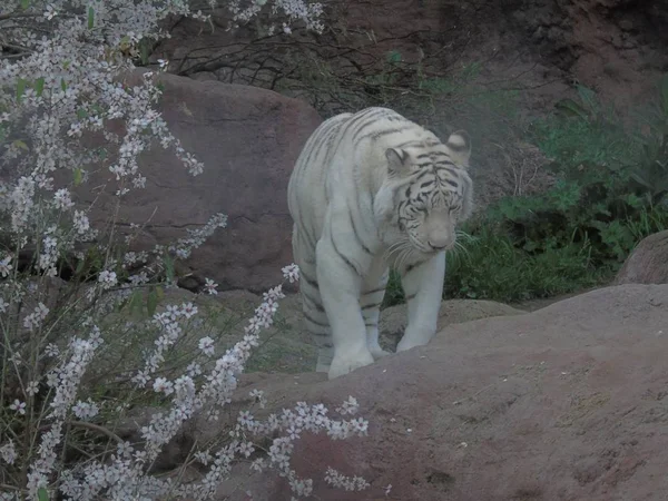 Tygrys Biały Bengalski Indiach Tygrys Albino — Zdjęcie stockowe