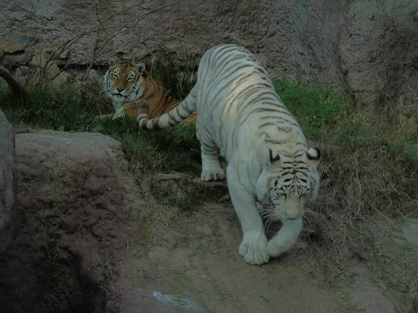 Tigre Bengala Branco Índia Tigre Albino — Fotografia de Stock