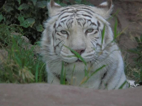 Tygr Bílý Indii Albino Tygr — Stock fotografie
