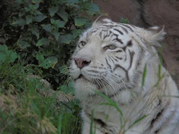 Λευκή Τίγρης Της Βεγγάλης Στην Ινδία Αλμπίνο Τίγρης — Φωτογραφία Αρχείου