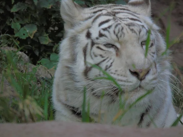 Tygrys Biały Bengalski Indiach Tygrys Albino — Zdjęcie stockowe