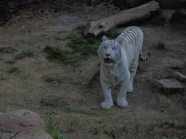 Λευκή Τίγρης Της Βεγγάλης Στην Ινδία Αλμπίνο Τίγρης — Φωτογραφία Αρχείου