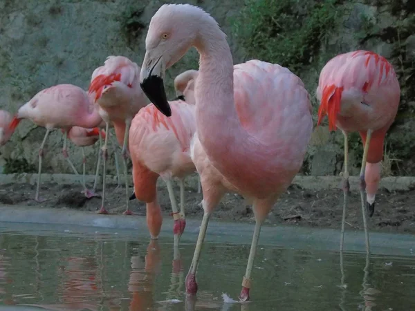 Belo Flamingo Chileno Rosa — Fotografia de Stock