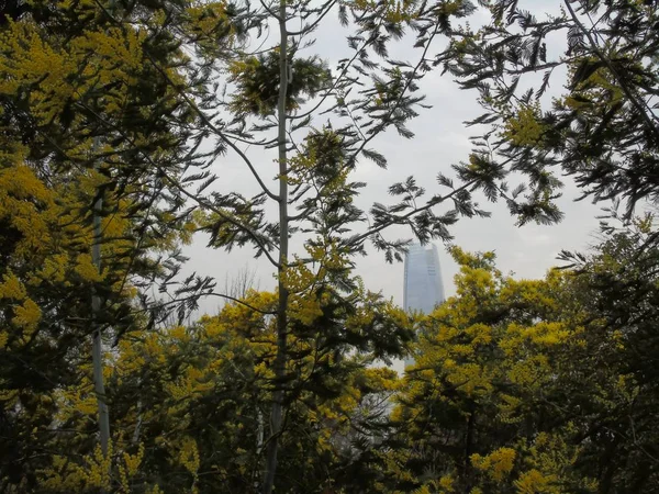 Gelbe Aromatische Bäume Cerro San Cristbal Santiago Chili — Stockfoto
