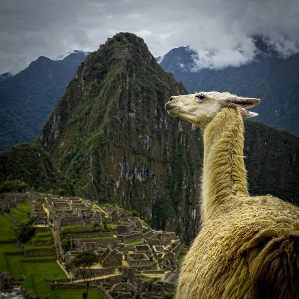 Wild Llama Indigenous Animal Peru Well Known Cusco Peru — Stock Photo, Image