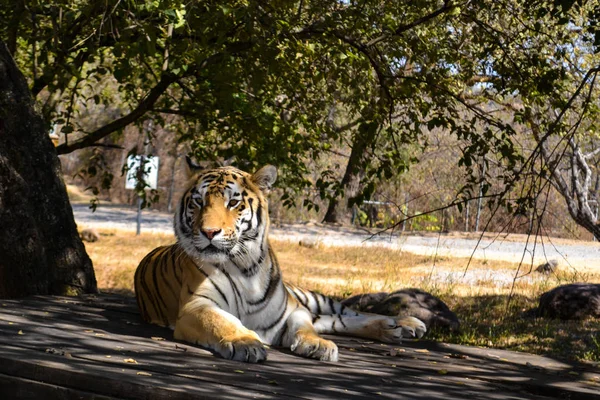 Бенгальский Тигр Отдыхает Заповеднике — стоковое фото