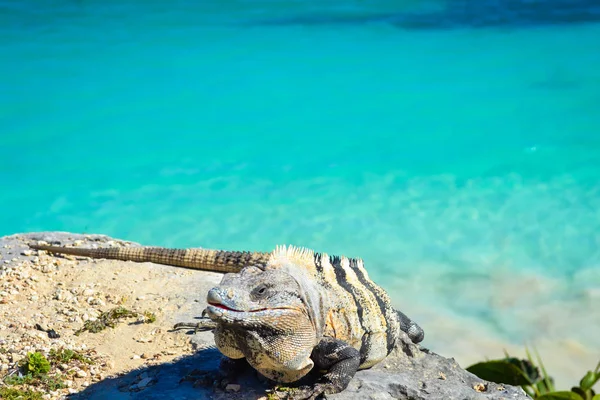 Paisaje de mar turquesa en Tulum Mexico