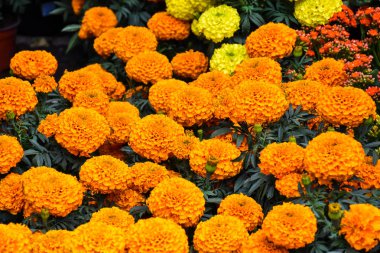 Cempaschil çiçek, ölülerin günü simgesi